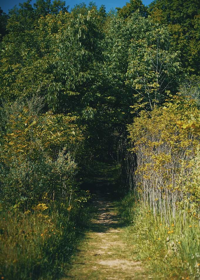 Lost in the Woods