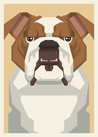 English Bulldog