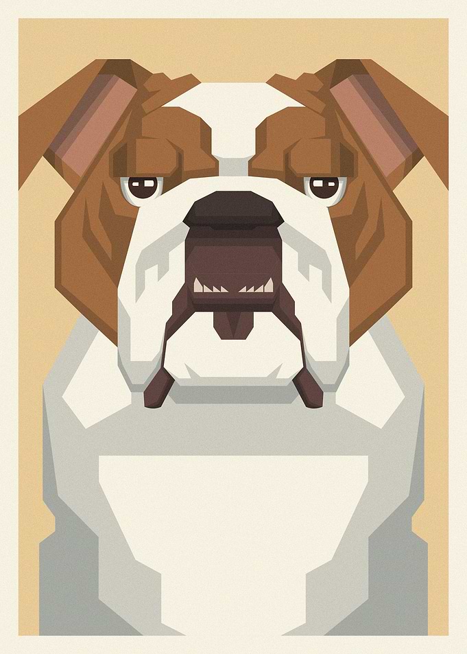 English Bulldog