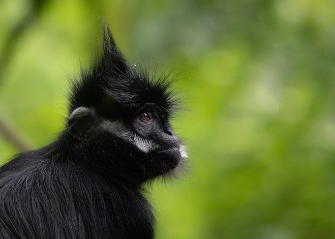 Animal picture