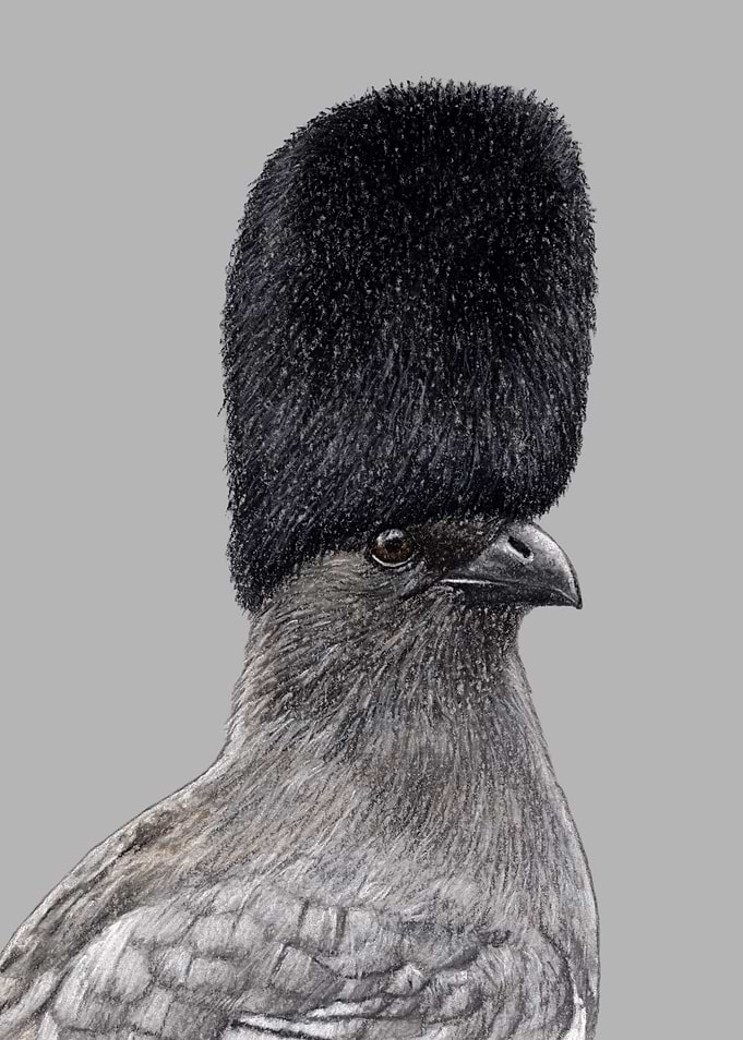 White bellied go away bird