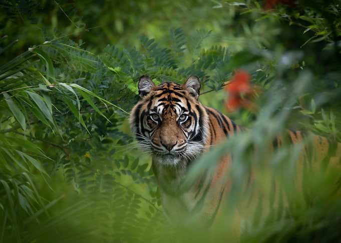 Animal picture