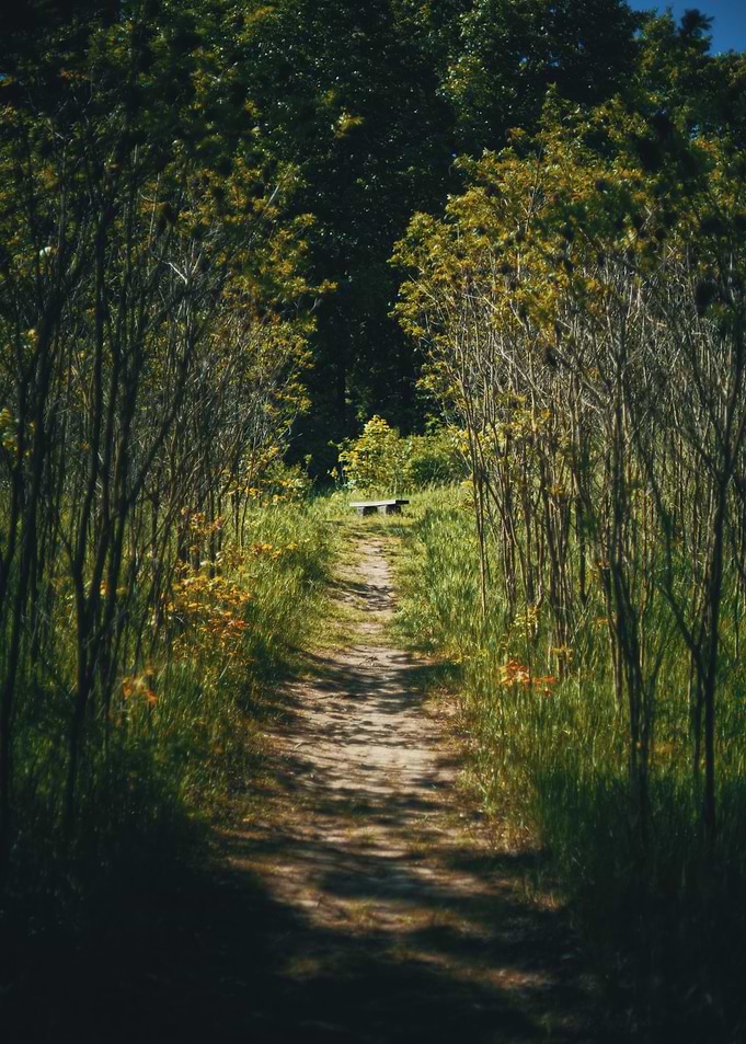 Lost in the Woods