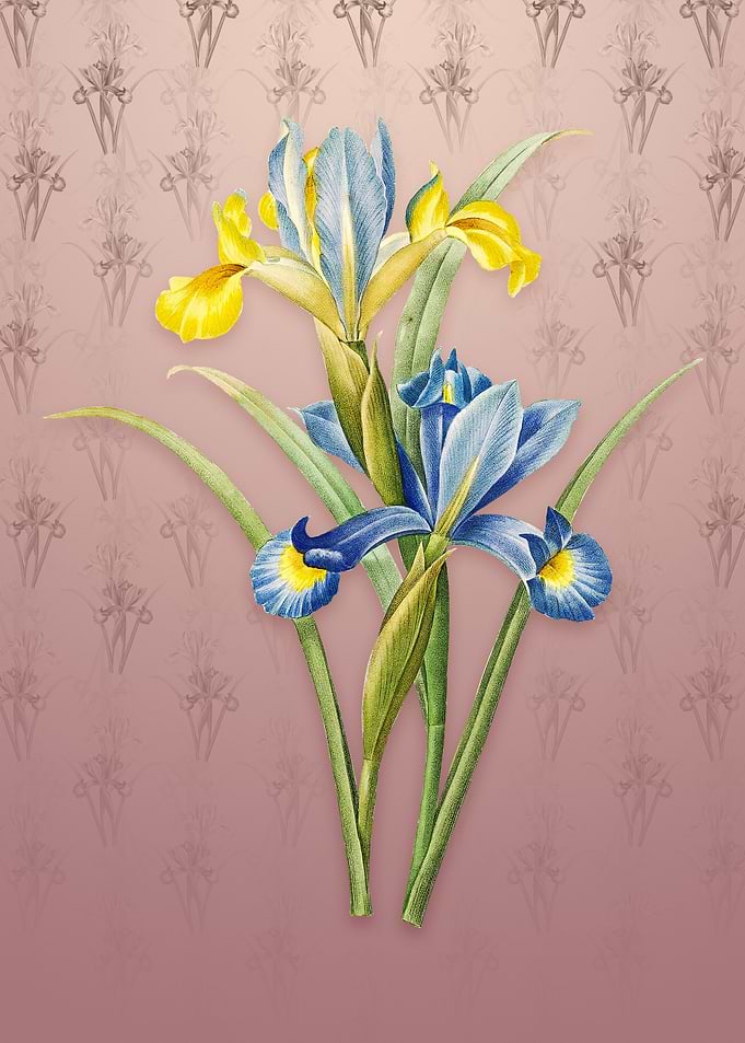 Vintage Spanish Iris