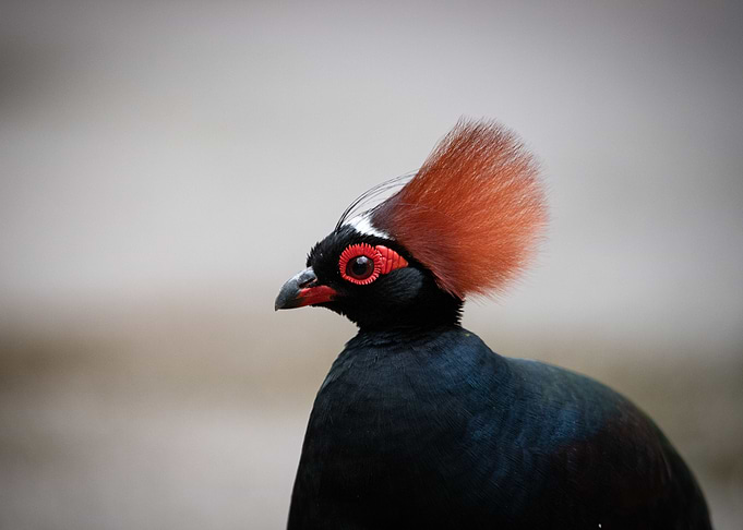 Animal picture