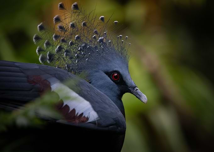 Animal picture