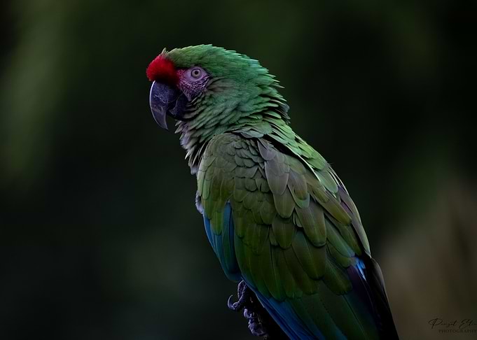 Animal picture