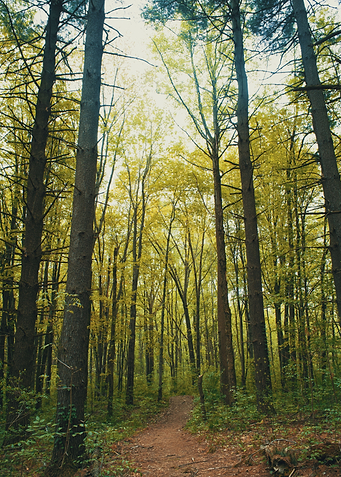Lost in the Woods