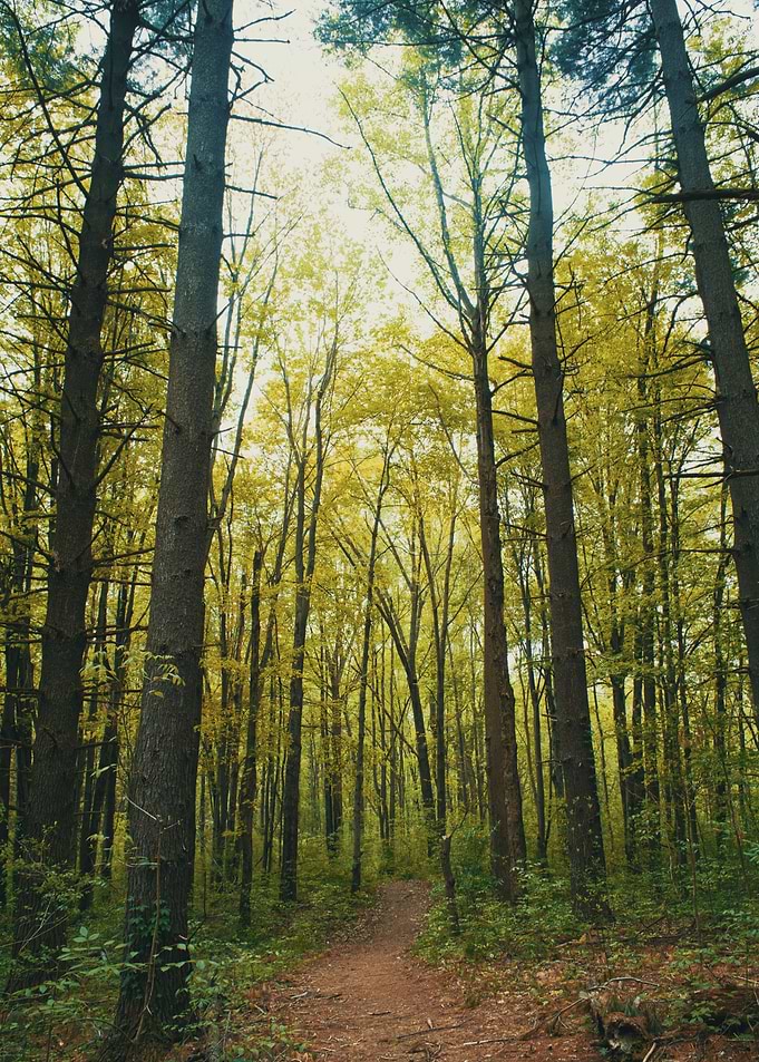 Lost in the Woods