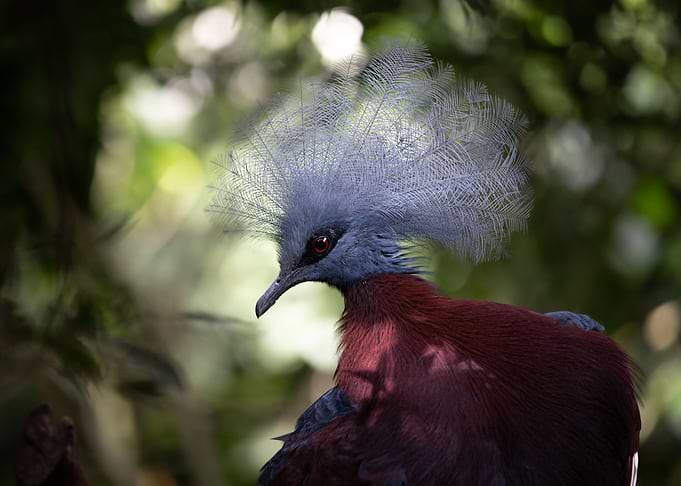 Animal picture