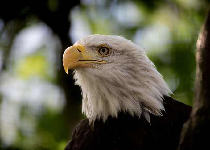 animal picture