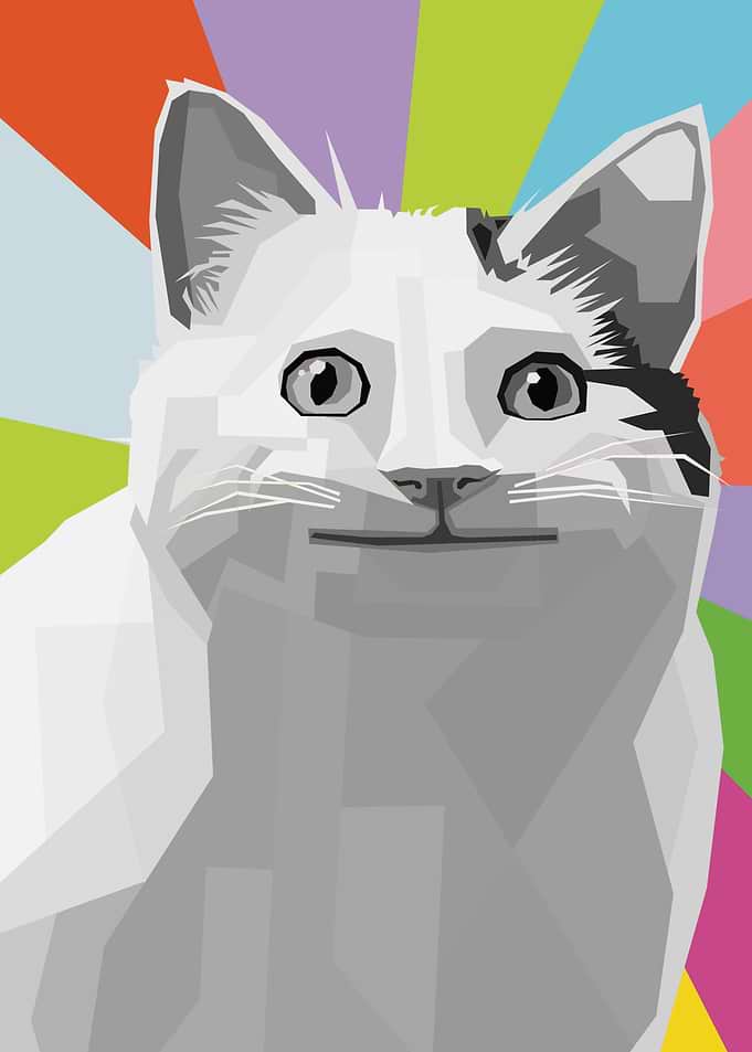 cat