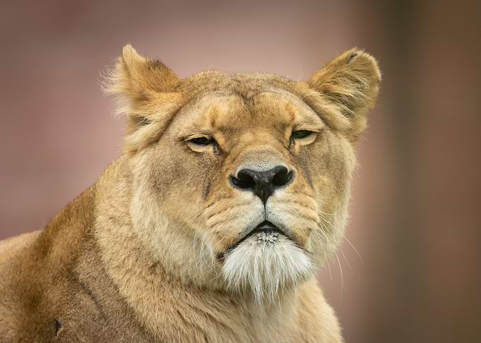 animal picture