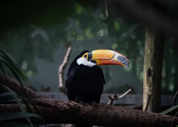 animal picture