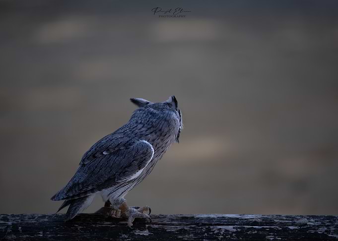 animal picture