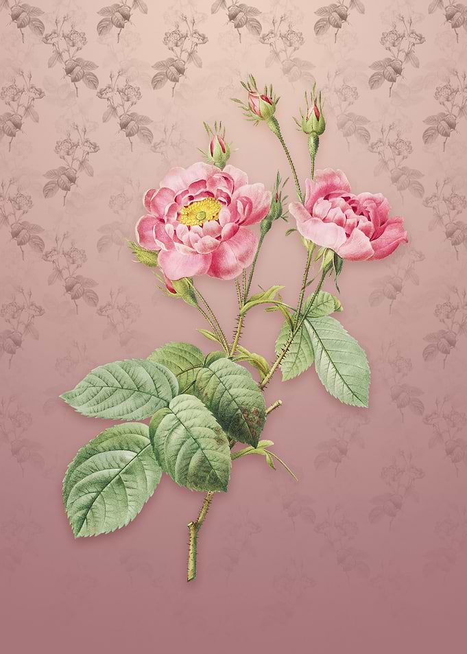 Anemone Centuries Rose
