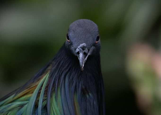 animal picture