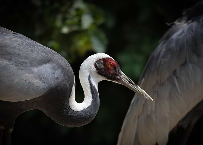 animal picture
