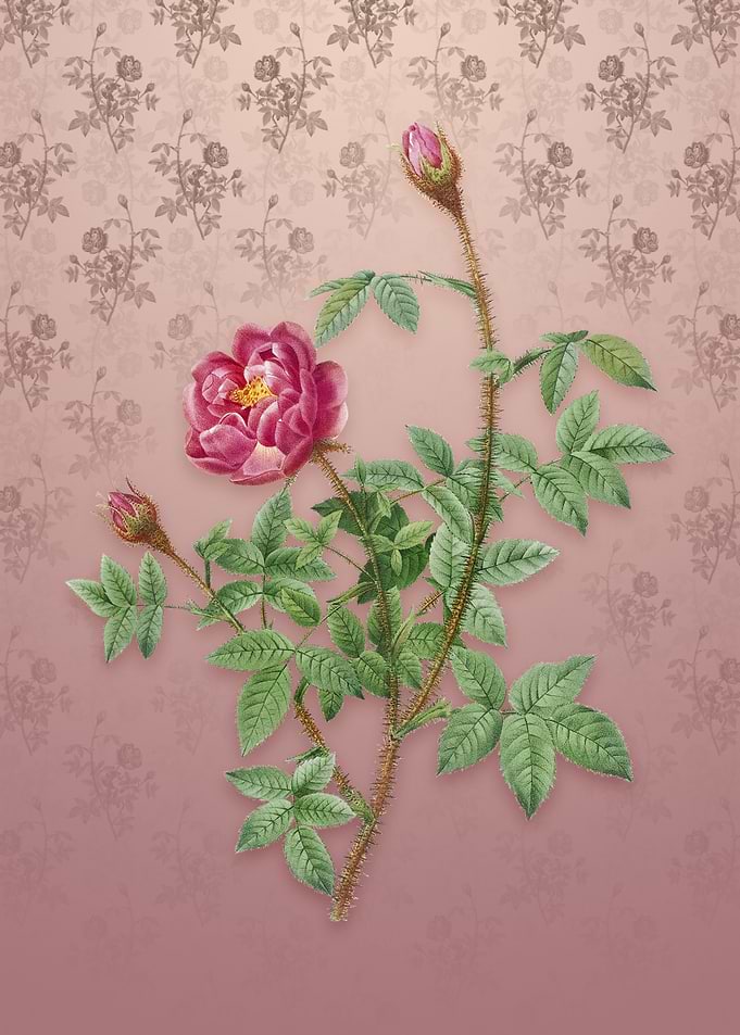 Moss Rose on Dusty Pink