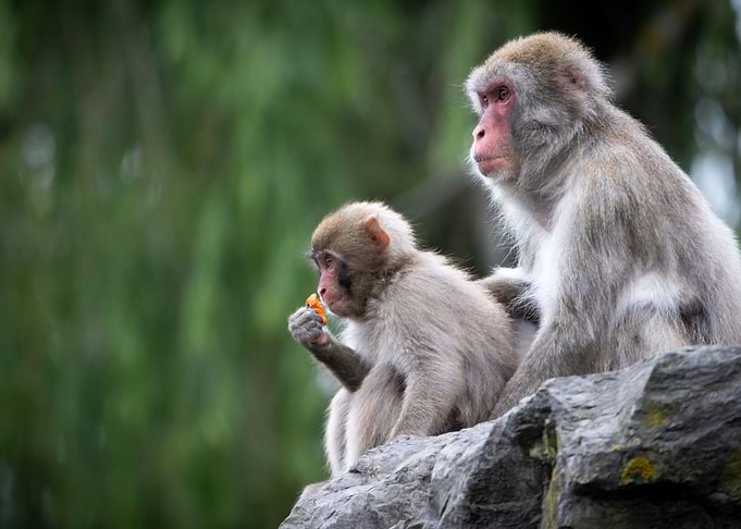 animal picture