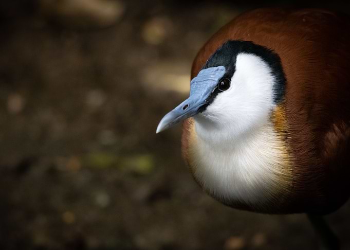 animal picture