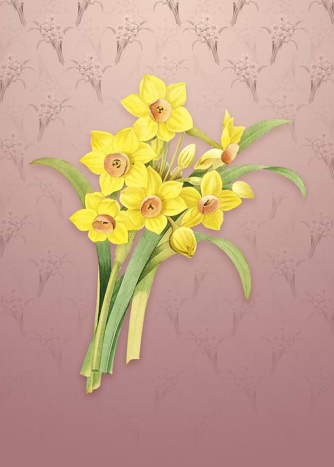 Chinese Sacred Lily