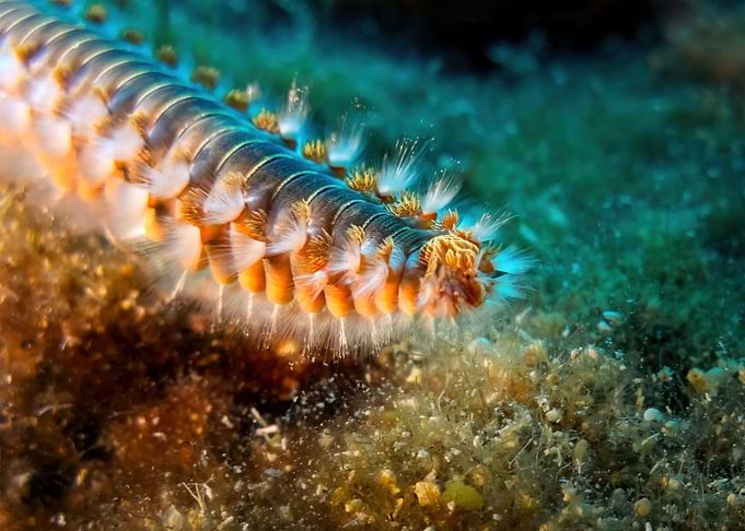 Bearded Fireworm Closeup