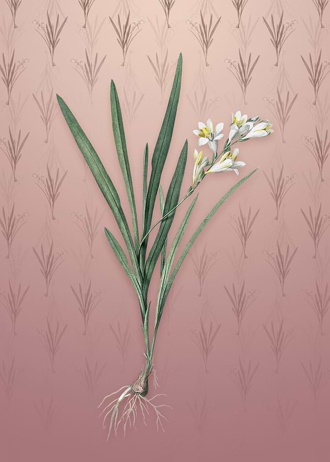 Gladiolus Xanthospilus