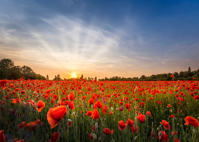 Evening in a poppy field
