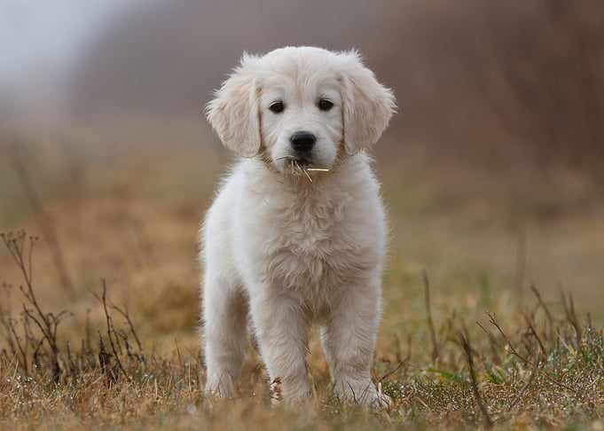 Puppy Eating Straw