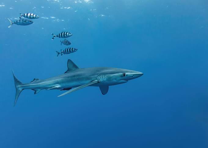 Blue Shark With Pilot Fish