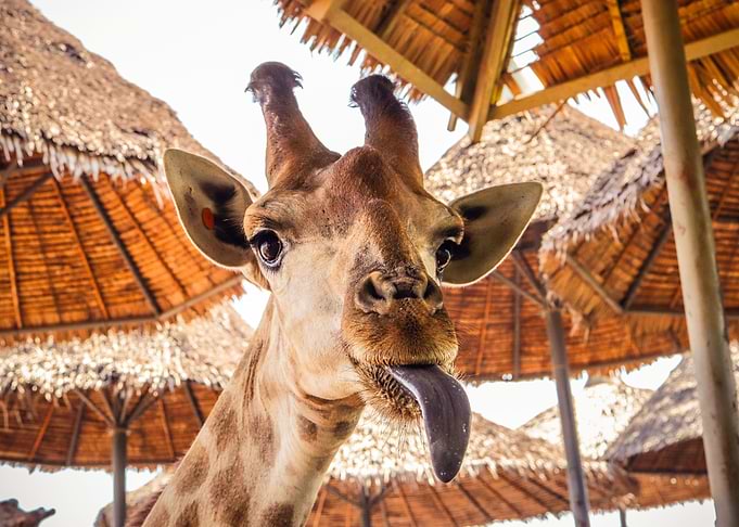 Giraffe