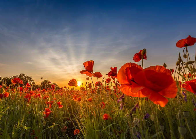 Charming poppies in sunset