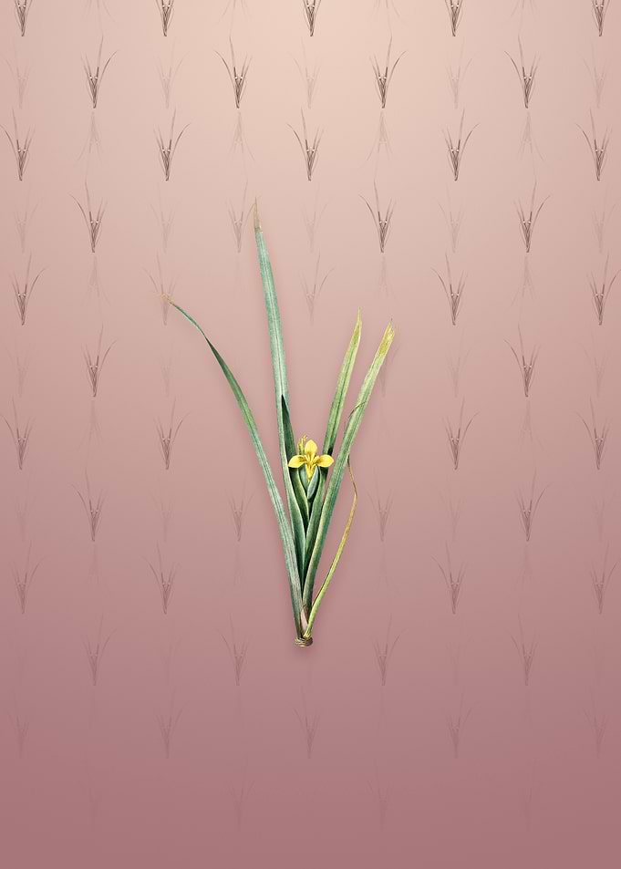 Vintage Yellow Iris