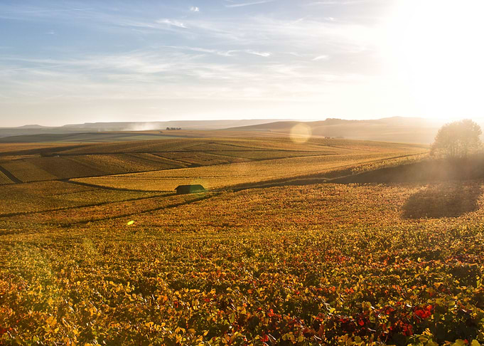 France landscape vignes
