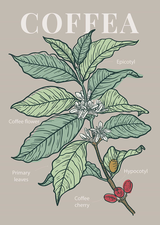 Coffea