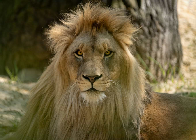 Majestic African Lion