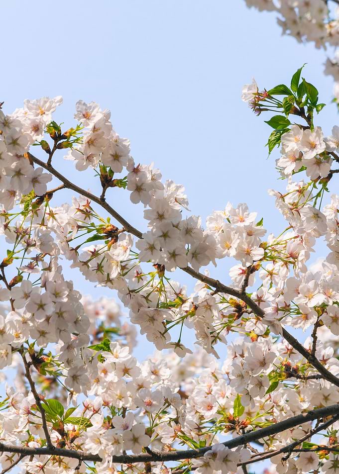 Seoul Cherry Blossom