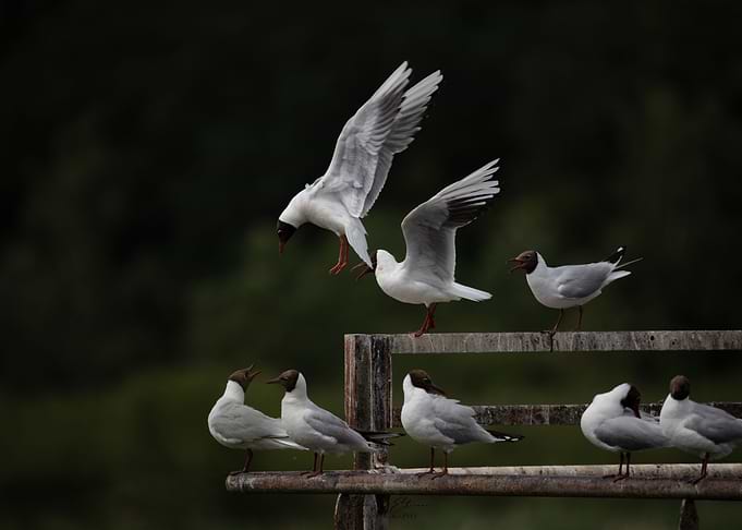 Photo birds