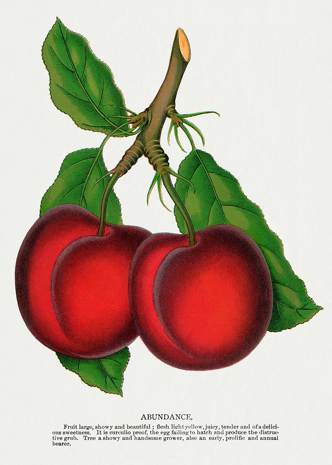Exquisite Abundance Plum
