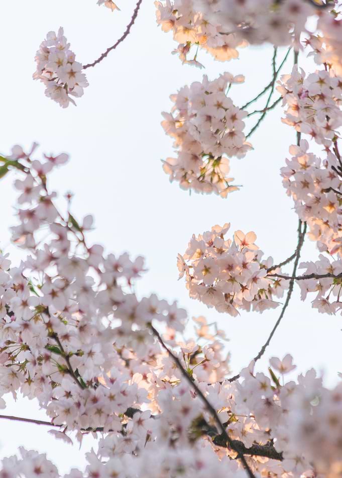 Seoul Cherry Blossom