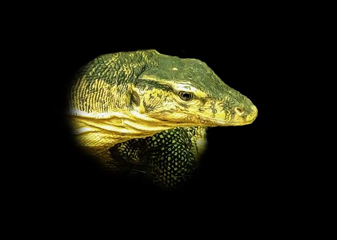 Monitor lizard