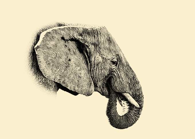 Elephant portrait