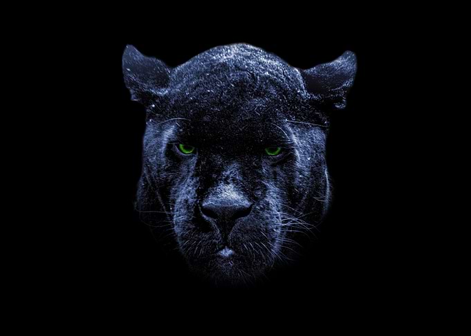 Black jaguar