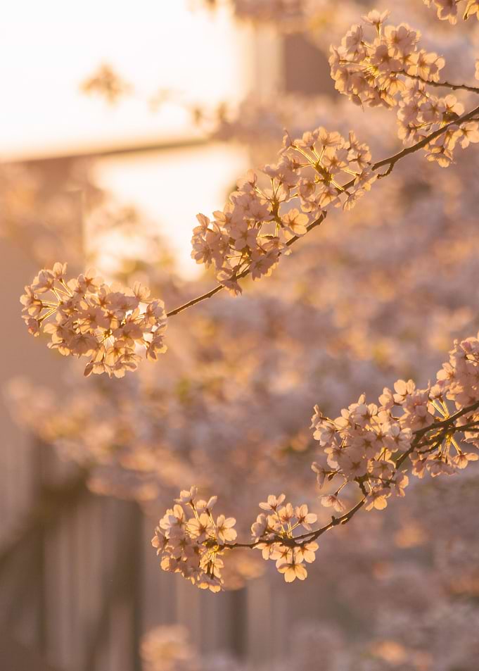 Seoul Cherry Blossom