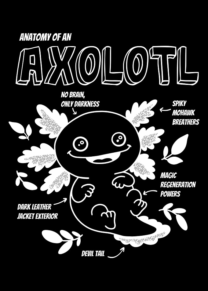 Axolotl Anatomy