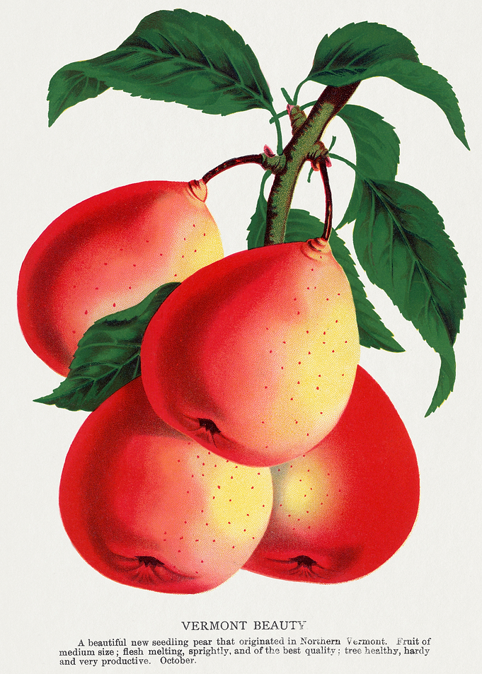 Vermont Beauty Pear