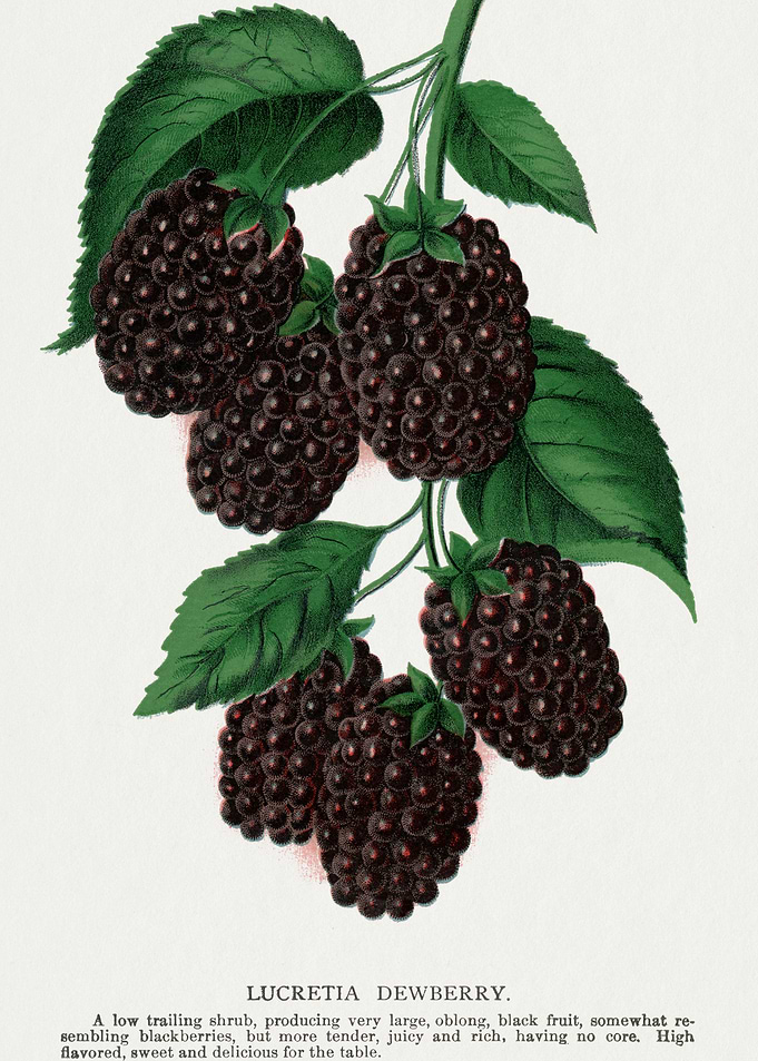 Lucretia Dewberry