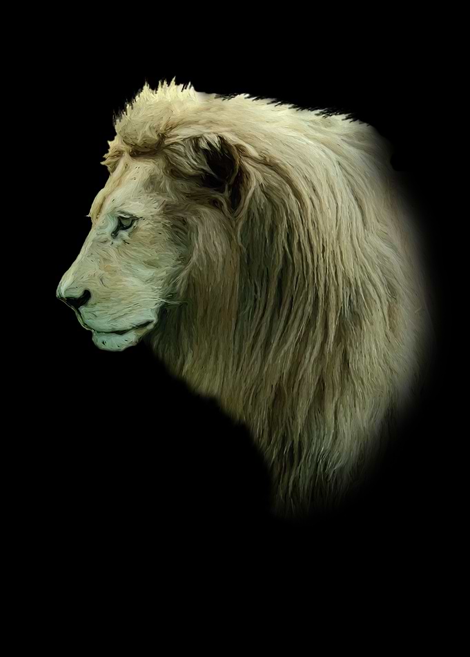 White lion