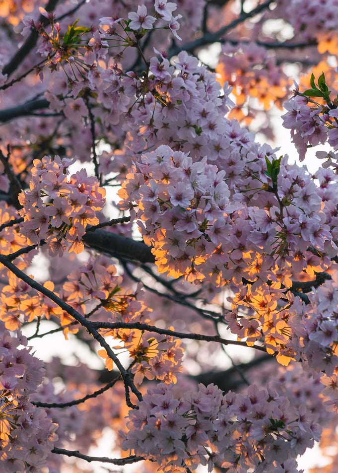 Seoul Cherry Blossom